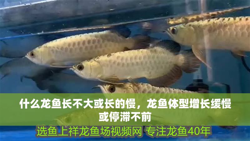 什么龍魚長(zhǎng)不大或長(zhǎng)的慢，龍魚體型增長(zhǎng)緩慢或停滯不前