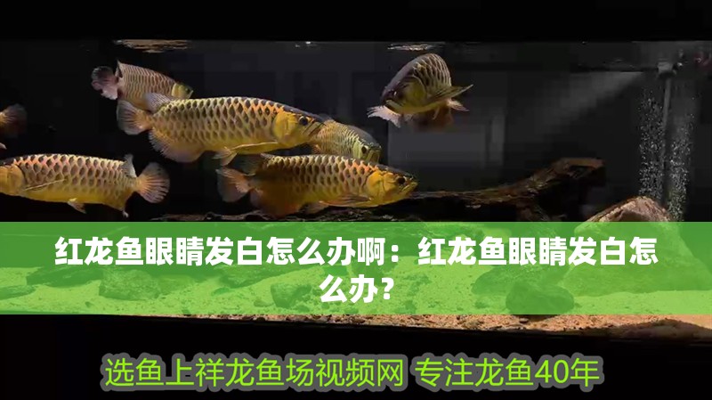 紅龍魚眼睛發白怎么辦啊：紅龍魚眼睛發白怎么辦？