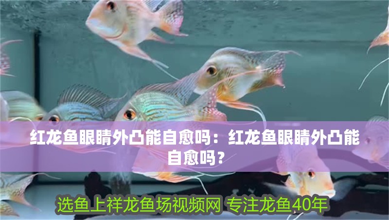 紅龍魚眼睛外凸能自愈嗎：紅龍魚眼睛外凸能自愈嗎？