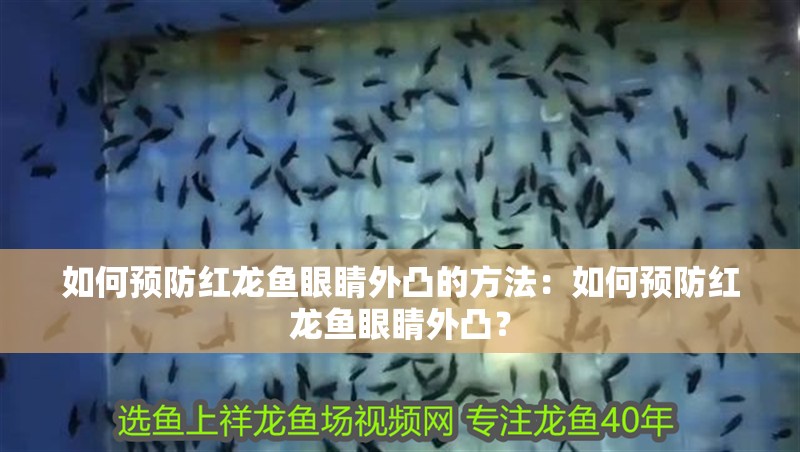 如何預防紅龍魚眼睛外凸的方法：如何預防紅龍魚眼睛外凸？