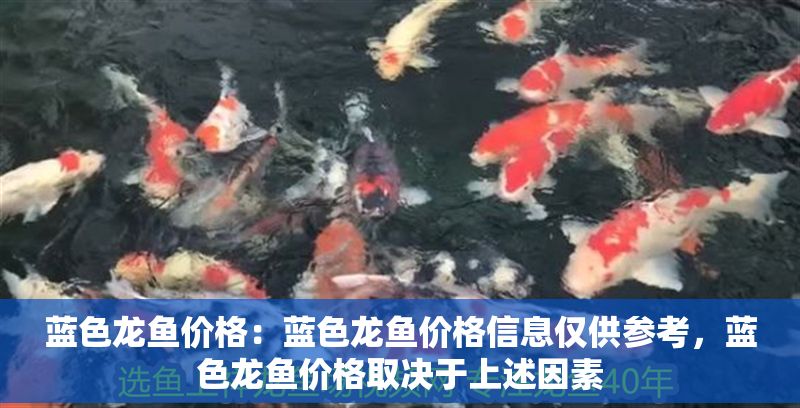 藍色龍魚價格：藍色龍魚價格信息僅供參考，藍色龍魚價格取決于上述因素