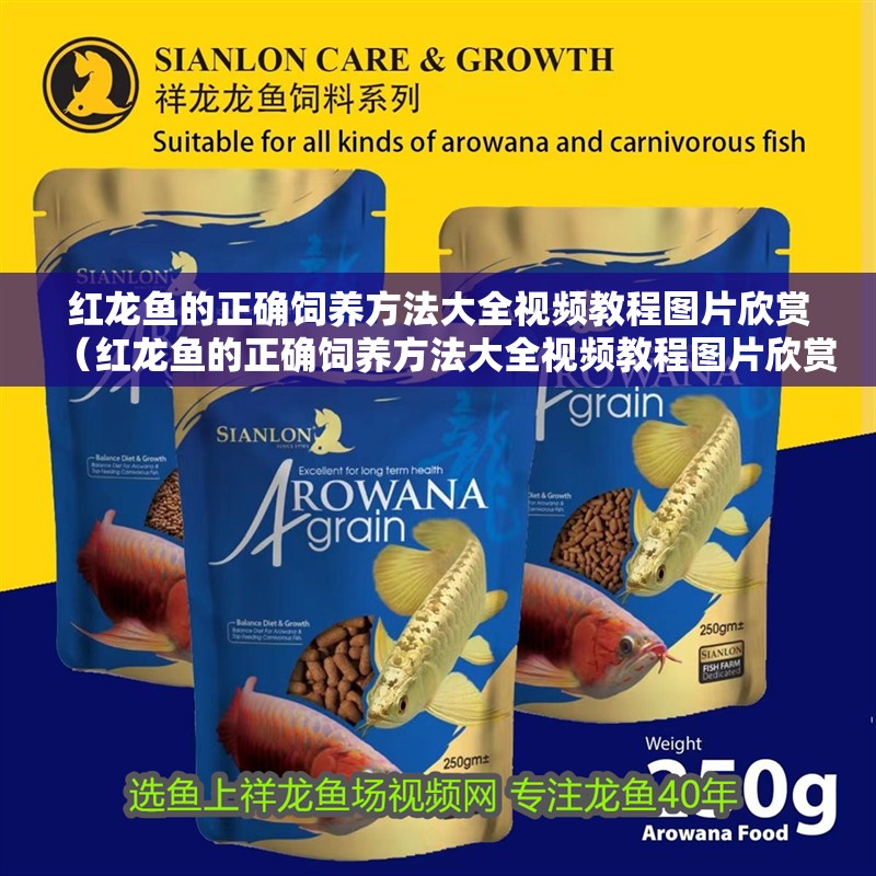 紅龍魚的正確飼養方法大全視頻教程圖片欣賞（紅龍魚的正確飼養方法大全視頻教程圖片欣賞下載）