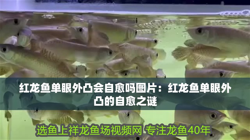 紅龍魚單眼外凸會自愈嗎圖片：紅龍魚單眼外凸的自愈之謎