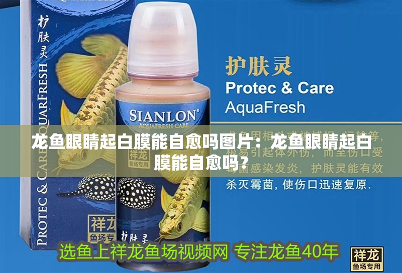 龍魚眼睛起白膜能自愈嗎圖片：龍魚眼睛起白膜能自愈嗎？