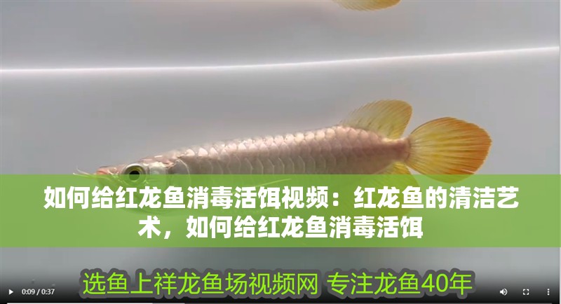 如何給紅龍魚消毒活餌視頻：紅龍魚的清潔藝術，如何給紅龍魚消毒活餌