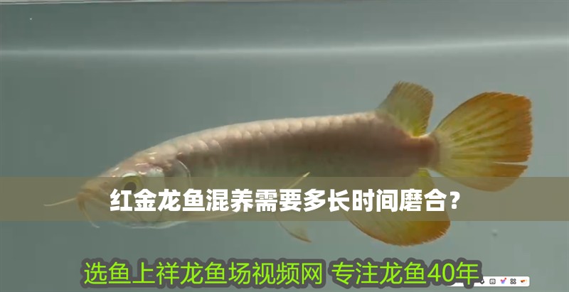 紅金龍魚混養需要多長時間磨合？