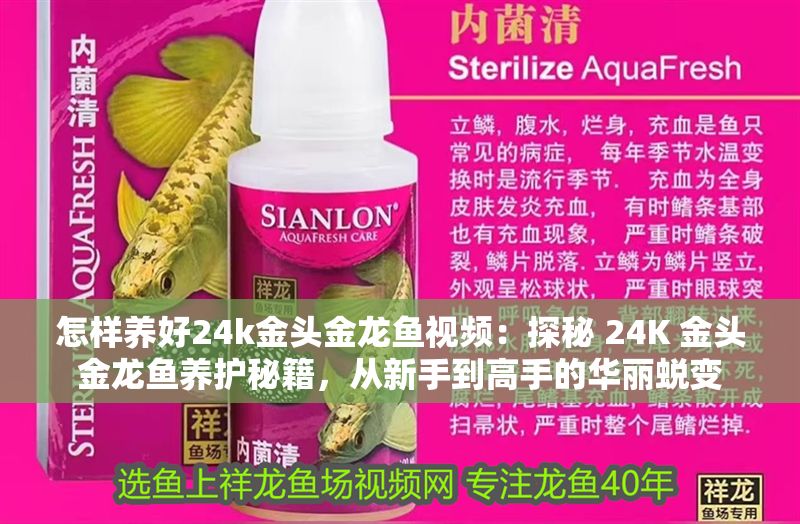 怎樣養(yǎng)好24k金頭金龍魚視頻：探秘 24K 金頭金龍魚養(yǎng)護(hù)秘籍，從新手到高手的華麗蛻變