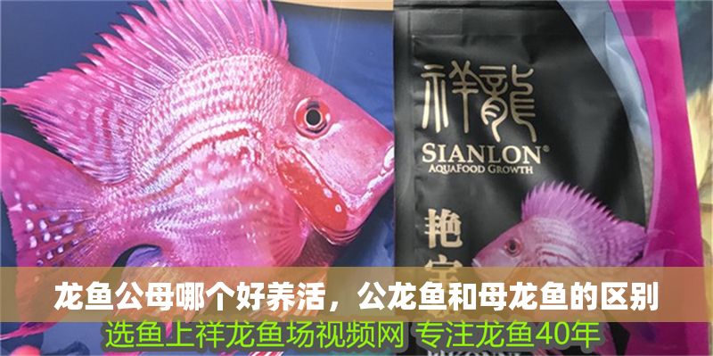 龍魚公母哪個好養(yǎng)活，公龍魚和母龍魚的區(qū)別 龍魚公母哪個好養(yǎng)活，公龍魚和母龍魚的區(qū)別 龍魚百科 第2張