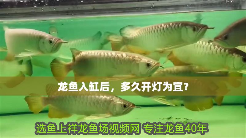 龍魚入缸后，多久開燈為宜？ 龍魚入缸后，多久開燈為宜？ 龍魚百科 第1張