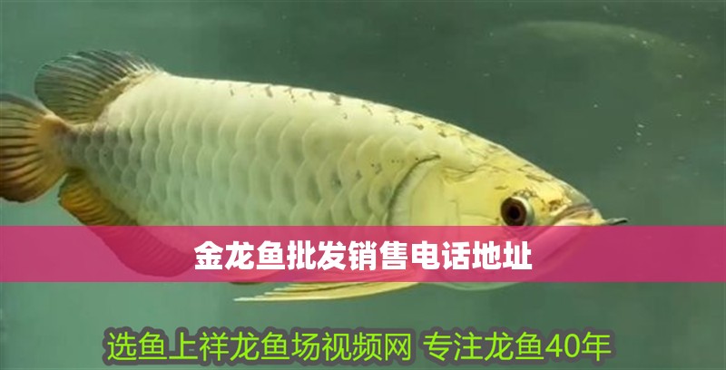 金龍魚批發(fā)銷售電話地址 金龍魚批發(fā)銷售電話地址 龍魚百科