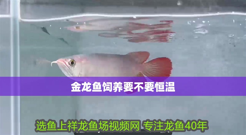 金龍魚飼養(yǎng)要不要恒溫 金龍魚飼養(yǎng)要不要恒溫 龍魚百科
