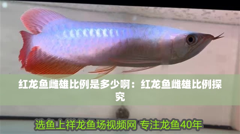 紅龍魚雌雄比例是多少?。杭t龍魚雌雄比例探究