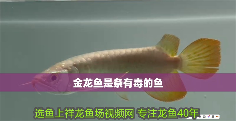 金龍魚是條有毒的魚