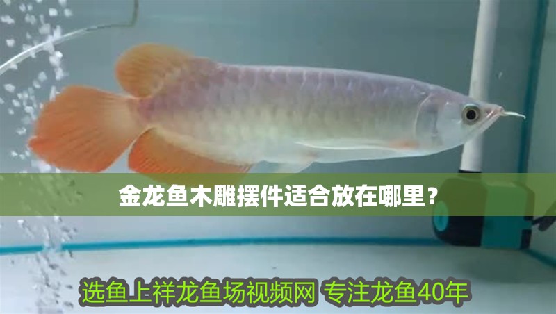 金龍魚木雕擺件適合放在哪里？