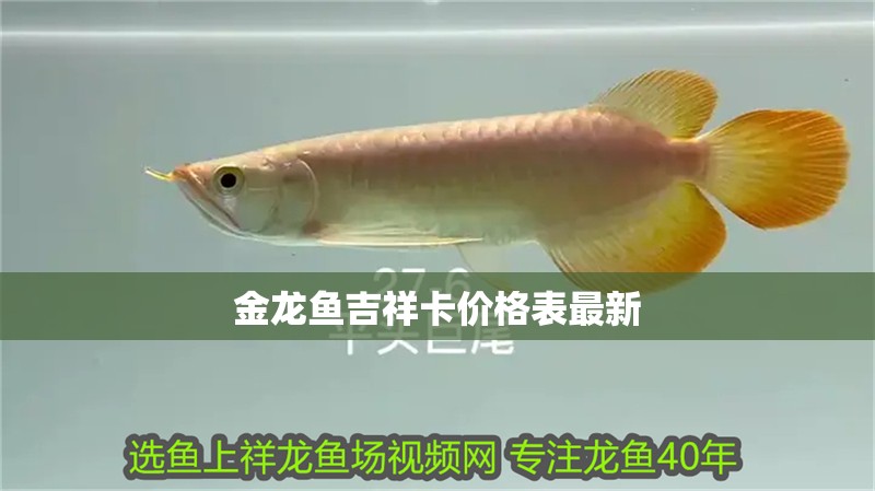 金龍魚吉祥卡價格表最新