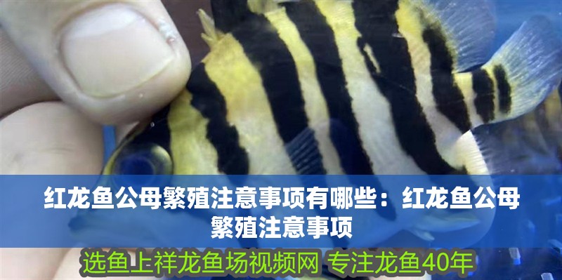 紅龍魚公母繁殖注意事項有哪些：紅龍魚公母繁殖注意事項