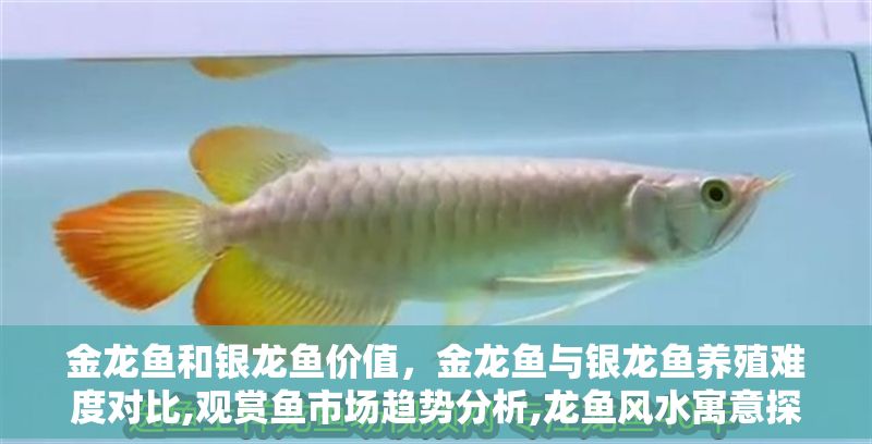 金龍魚和銀龍魚價(jià)值，金龍魚與銀龍魚養(yǎng)殖難度對比,觀賞魚市場趨勢分析,龍魚風(fēng)水寓意探究 金龍魚和銀龍魚價(jià)值，金龍魚與銀龍魚養(yǎng)殖難度對比,觀賞魚市場趨勢分析,龍魚風(fēng)水寓意探究 龍魚百科 第2張