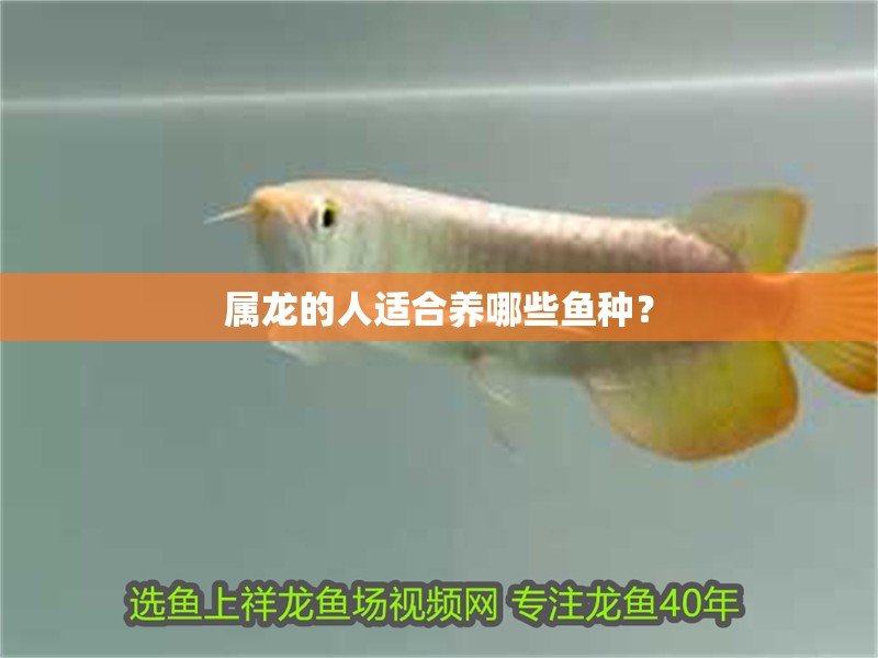 屬龍的人適合養哪些魚種？
