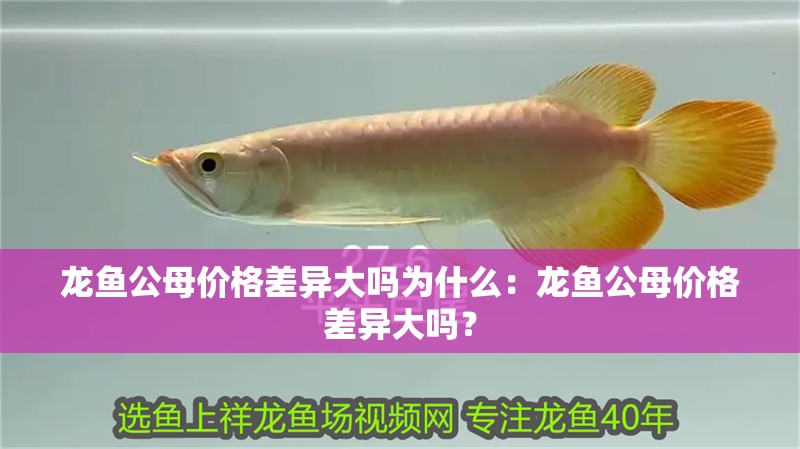 龍魚公母價格差異大嗎為什么：龍魚公母價格差異大嗎？