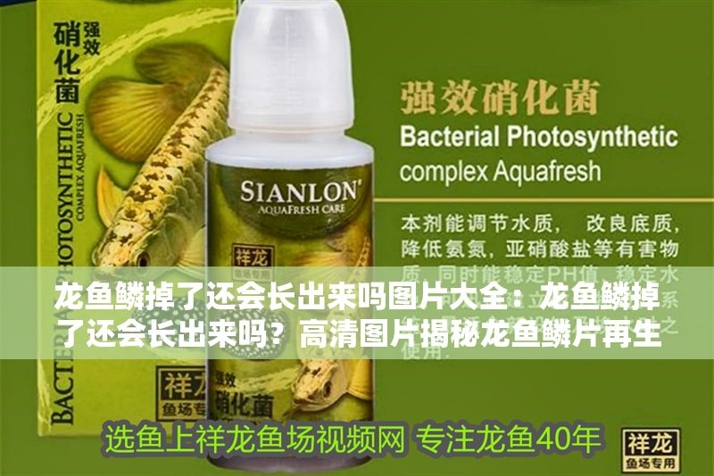 龍魚鱗掉了還會長出來嗎圖片大全：龍魚鱗掉了還會長出來嗎？高清圖片揭秘龍魚鱗片再生之謎