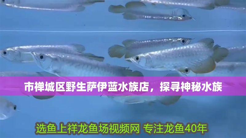 市禪城區野生薩伊藍水族店，探尋神秘水族 市禪城區野生薩伊藍水族店，探尋神秘水族 全國水族館企業名錄 第1張