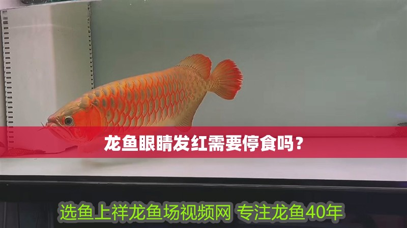 龍魚眼睛發紅需要停食嗎？