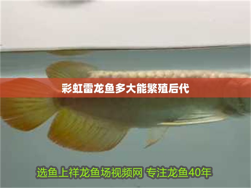 彩虹雷龍魚多大能繁殖后代