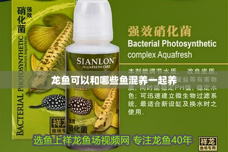 龍魚可以和哪些魚混養一起養
