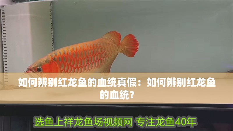 如何辨別紅龍魚的血統(tǒng)真假：如何辨別紅龍魚的血統(tǒng)？