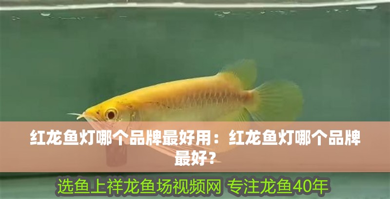 紅龍魚燈哪個品牌最好用：紅龍魚燈哪個品牌最好？ 紅龍魚燈哪個品牌最好用：紅龍魚燈哪個品牌最好？ 水族問答