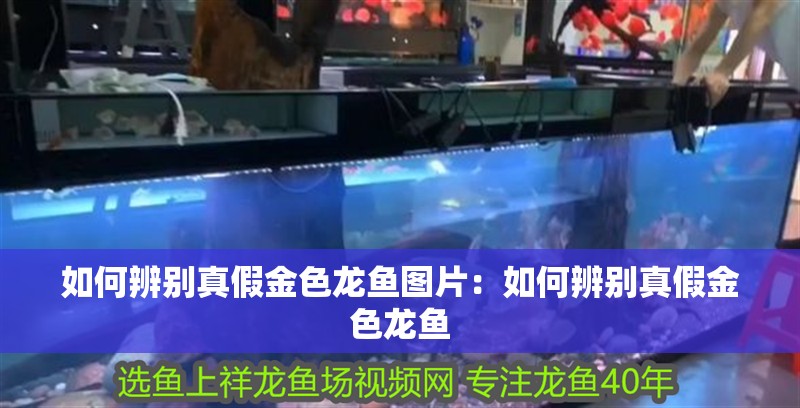 如何辨別真假金色龍魚圖片：如何辨別真假金色龍魚