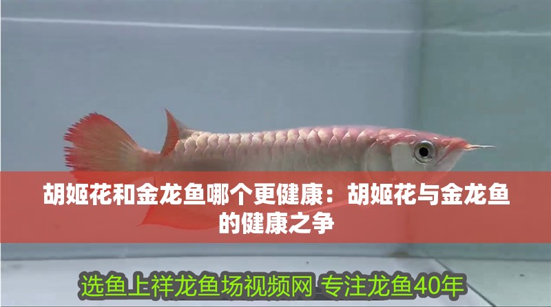 胡姬花和金龍魚哪個更健康：胡姬花與金龍魚的健康之爭