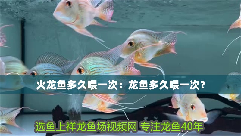 火龍魚多久喂一次：龍魚多久喂一次？