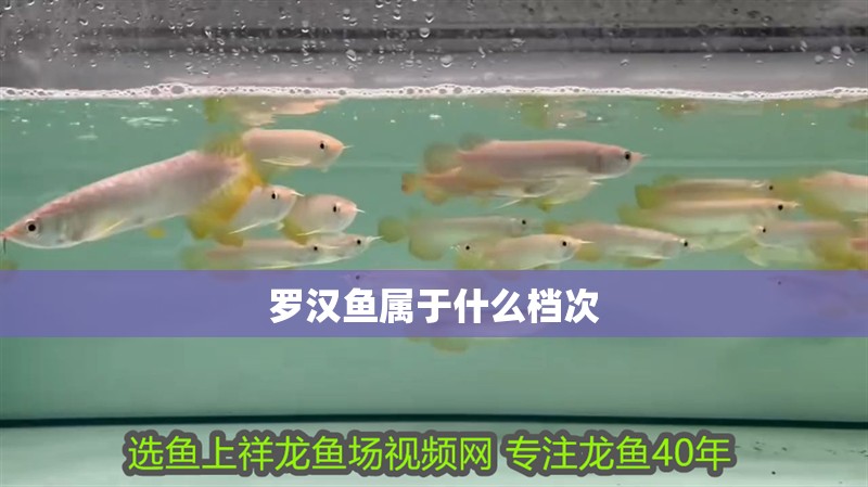 羅漢魚屬于什么檔次