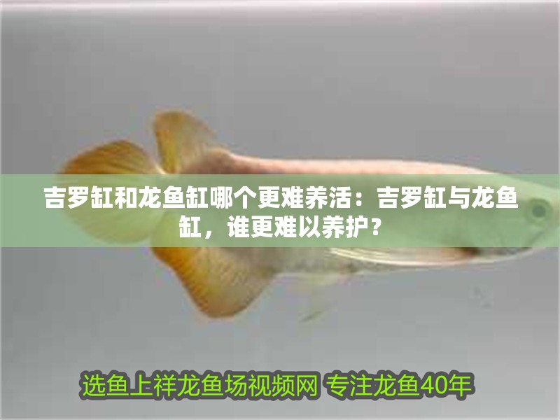 吉羅缸和龍魚缸哪個更難養(yǎng)活：吉羅缸與龍魚缸，誰更難以養(yǎng)護？