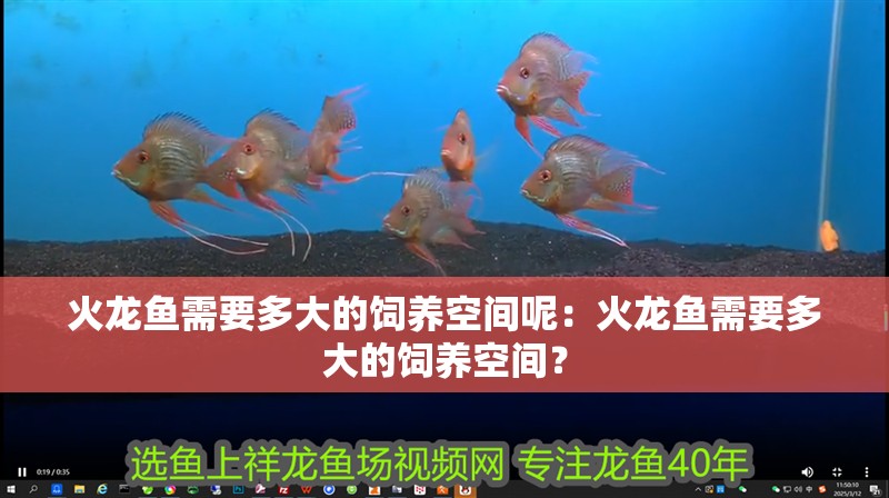 火龍魚需要多大的飼養(yǎng)空間呢：火龍魚需要多大的飼養(yǎng)空間？