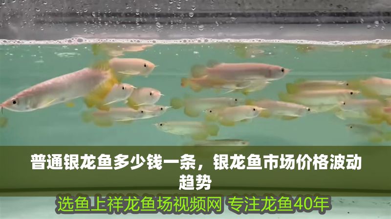 普通銀龍魚多少錢一條，銀龍魚市場價格波動趨勢