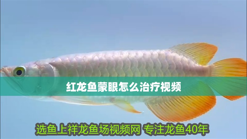 紅龍魚蒙眼怎么治療視頻