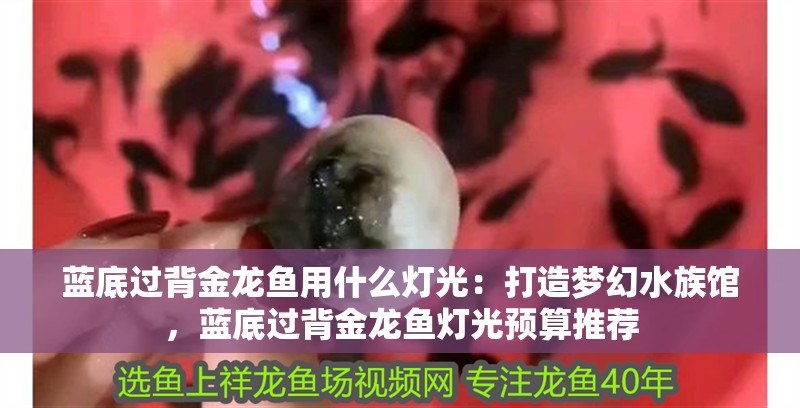 藍底過背金龍魚用什么燈光：打造夢幻水族館，藍底過背金龍魚燈光預算推薦