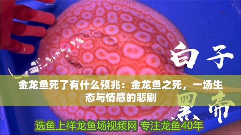 金龍魚死了有什么預兆：金龍魚之死，一場生態與情感的悲劇