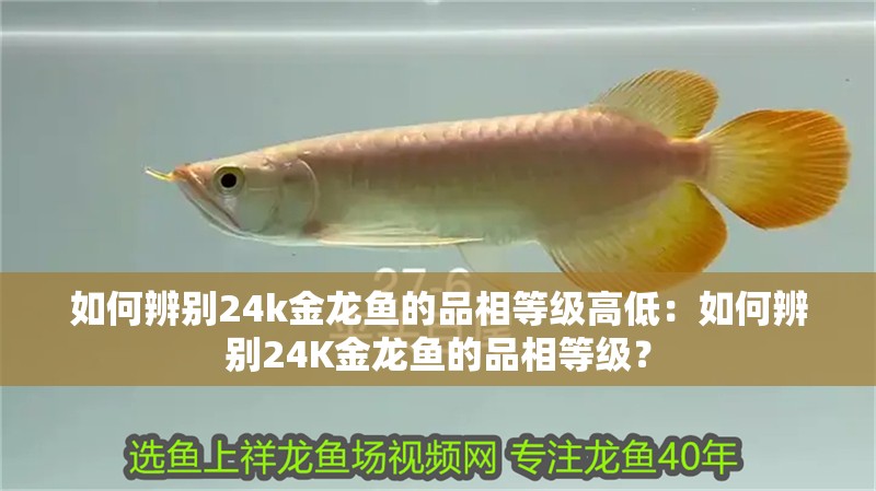 如何辨別24k金龍魚的品相等級高低：如何辨別24K金龍魚的品相等級？