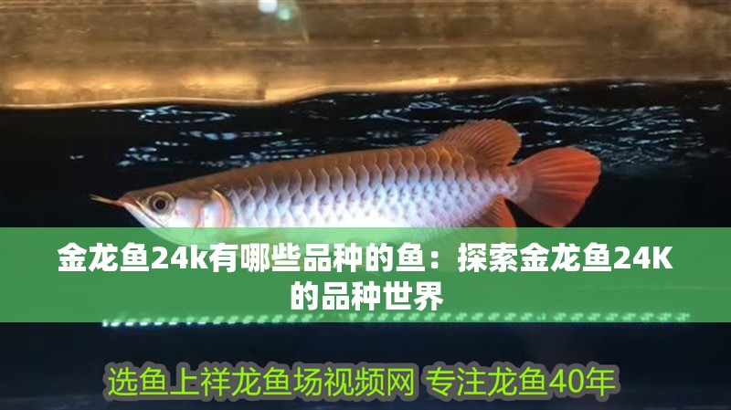 金龍魚24k有哪些品種的魚：探索金龍魚24K的品種世界