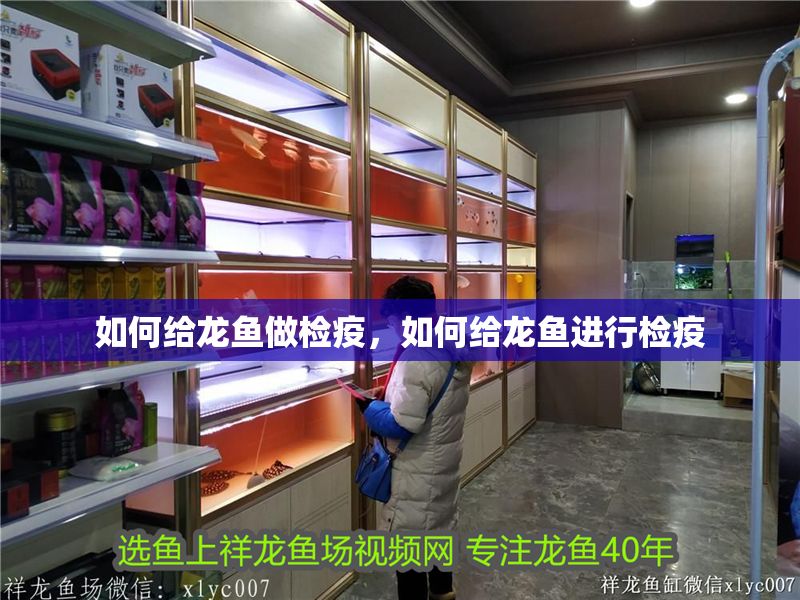 如何給龍魚做檢疫，如何給龍魚進行檢疫