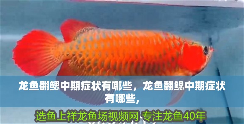 龍魚翻鰓中期癥狀有哪些，龍魚翻鰓中期癥狀有哪些, 龍魚翻鰓中期癥狀有哪些，龍魚翻鰓中期癥狀有哪些, 龍魚百科