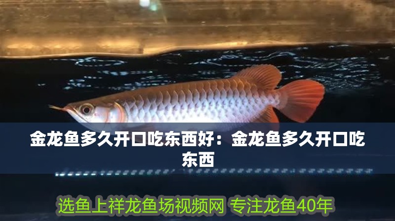 金龍魚多久開口吃東西好：金龍魚多久開口吃東西