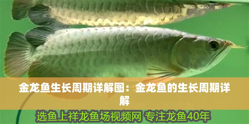 金龍魚生長周期詳解圖：金龍魚的生長周期詳解