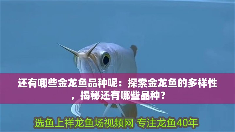 還有哪些金龍魚品種呢：探索金龍魚的多樣性，揭秘還有哪些品種？
