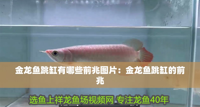 金龍魚跳缸有哪些前兆圖片：金龍魚跳缸的前兆