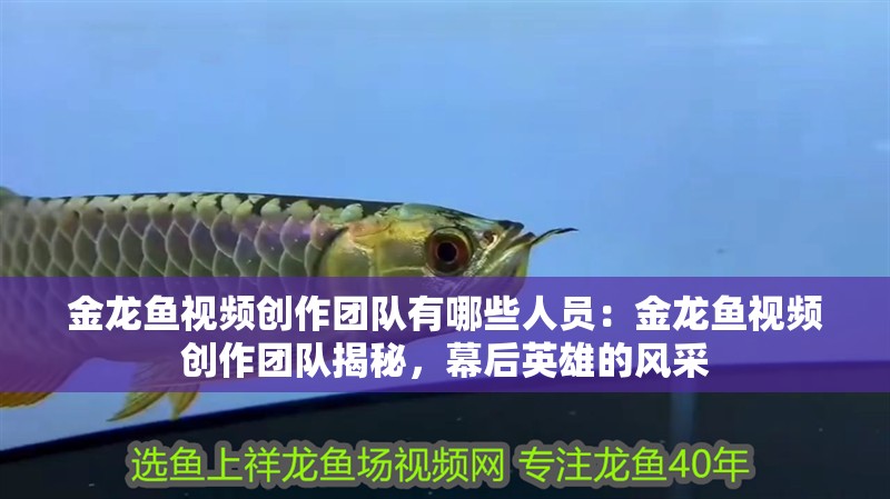 金龍魚視頻創作團隊有哪些人員：金龍魚視頻創作團隊揭秘，幕后英雄的風采