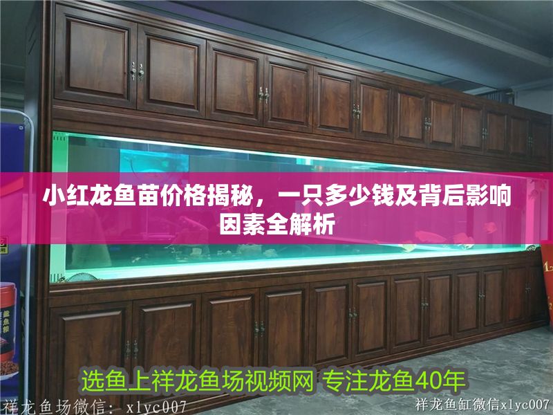 小紅龍魚苗價格揭秘，一只多少錢及背后影響因素全解析